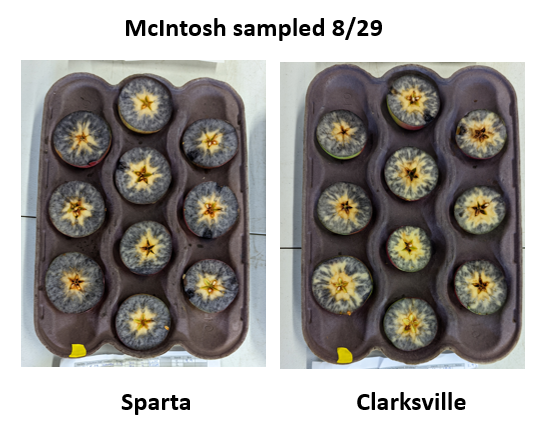 McIntosh apples stained with iodine.